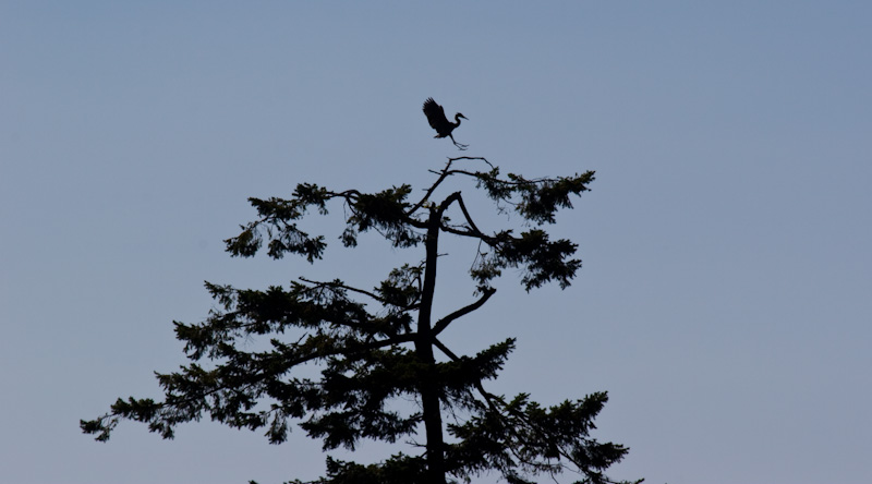 Great Blue Heron Landing In Tree